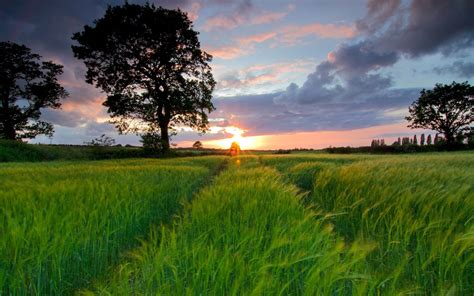Sunset Over A Grass Field Wallpapers 2560x1600 1018091