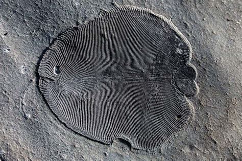 Earliest Known Animal Was A Half Billion Year Old Underwater Blob New