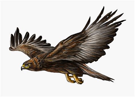 Clipart Golden Eagle 10 Free Cliparts Download Images On Clipground 2024