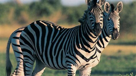 Plains Zebra Mammal Britannica