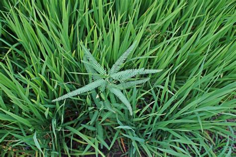 Jointvetch Broad Leaf Weed In Rice Field Stock Image Image Of