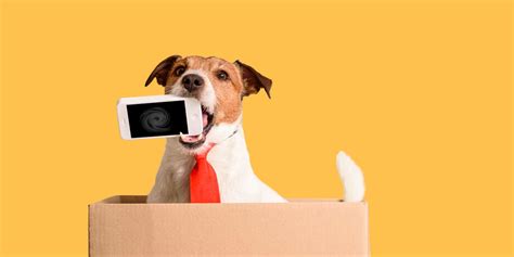 5 Ways To Keep Your Dog Busy While You Work From Home Dodowell The Dodo