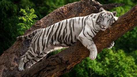 White Tiger With Blue Eyes Wallpapers