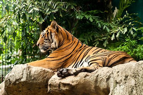 Tiger Side View Stock Photos Pictures And Royalty Free Images Istock