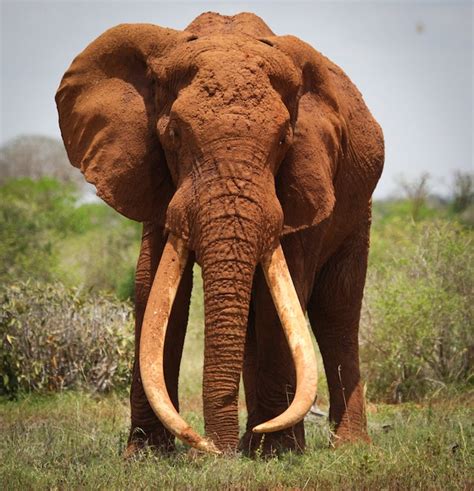 More Than 100000 African Elephants Killed In Three Years The