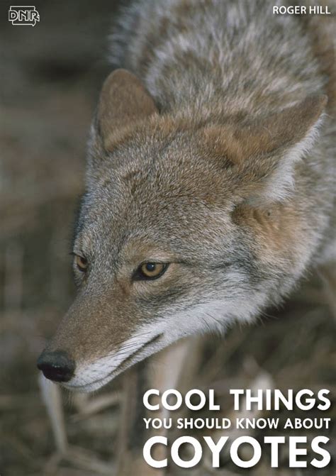 6 Cool Things You Should Know About Coyotes Dnr News Releases