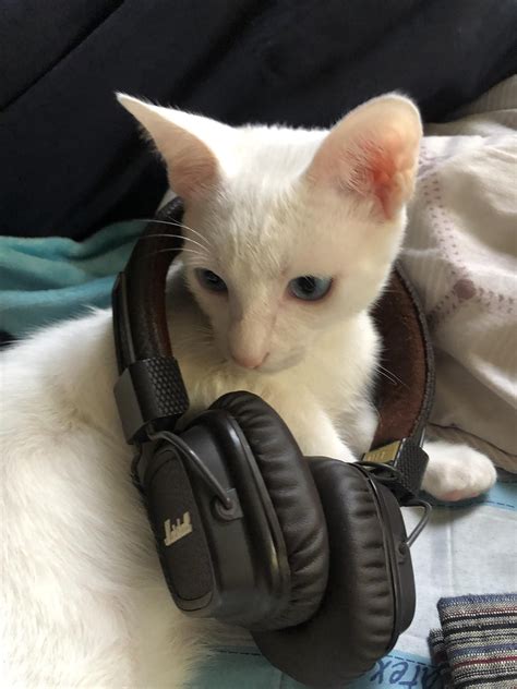 My Cat Listening To Music Cat Headphones Cats Pretty Cats