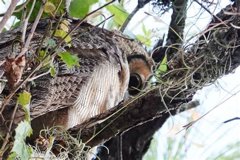 ebird checklist 2 oct 2020 felts audubon preserve 27 species