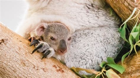 Baby Koala Emerges From Mothers Pouch At Zootampa