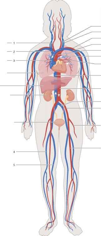 Indicate the pathway of blood leaving the left ventricle of the heart going to the rt little finger and the pathway back to the heart by listing the names of the correct arteries, veins, and the destination heart chamber in the blanks (14). Major Arteries and Veins - Human Anatomy - GUWS Medical