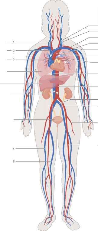 We hope this picture major arteries of the body can help you study and research. Major Arteries and Veins - Human Anatomy - GUWS Medical