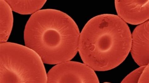 Scientists Create Synthetic Red Blood Cells To Help Deliver Drugs Zdnet