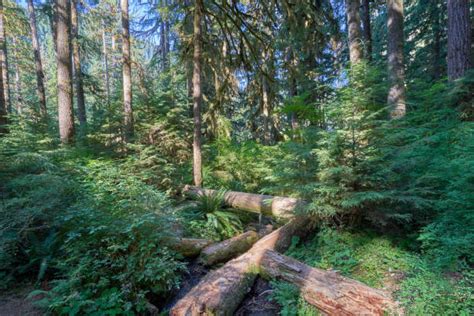 180 Sol Duc River Photos Stock Photos Pictures And Royalty Free Images