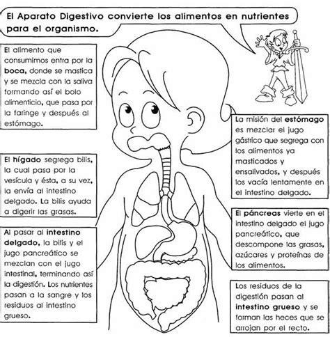 Imágenes Del Sistema Digestivo Sistema Digestivo