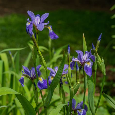 Harlequin Blue Flag Iris Versicolor Monticello Shop