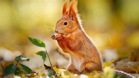 Rodent Red Squirrel Hd Squirrel Wallpapers Hd Wallpapers Id 51473