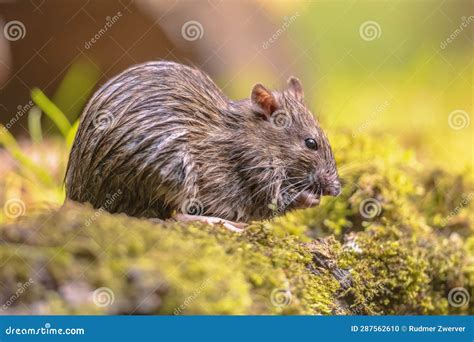 Brown Rat In Grass On River Bank Stock Photo Image Of Fauna
