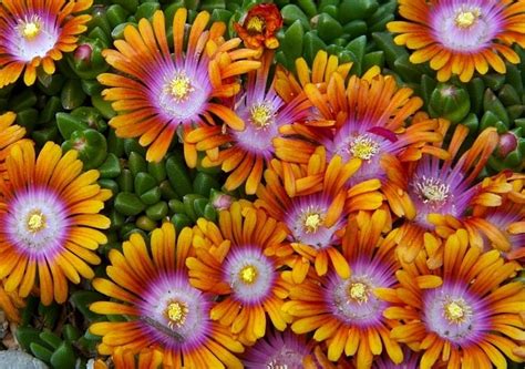 See more ideas about perennials, plants, planting flowers. Top Perennials for Sun | Portland Nursery