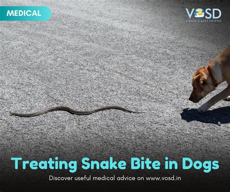 Can Dogs Survive A Rattlesnake Bite