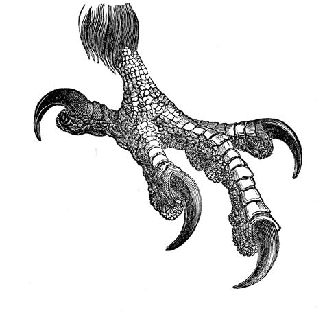 A Black And White Drawing Of An Animal With Claws On Its Back Legs