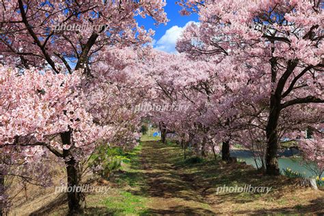 伊那市六道の堤と桜 写真素材 5181891 フォトライブラリー Photolibrary