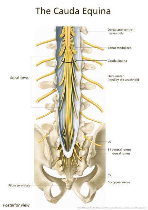 Spinal Cord Cauda Equina Conus Medullaris