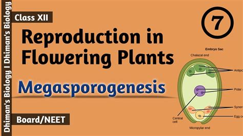 Reproduction In Flowering Plants L 7 Megasporogenesis Mega