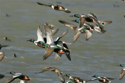 летящи патици патици северни лопати полет дивата природа див