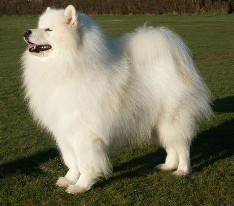 Диета на сыроед Самоед Порода Описание Фото – Telegraph Самоед Порода Описание Фото – Telegraph Диета на сыроед