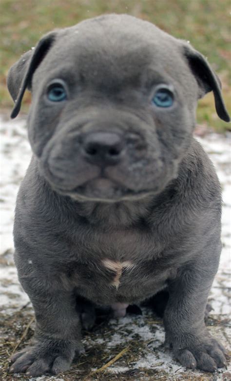 Blue nose pits are some of the most beautiful pitbulls. Blue Nose Pitbull Puppies For Sale - Blue Nose Pitbull ...