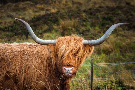 Is A Yak The Same As Highland Cow All About Cow Photos