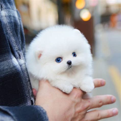 Gom Micro Pomeranian Male Mini Teacup Puppies