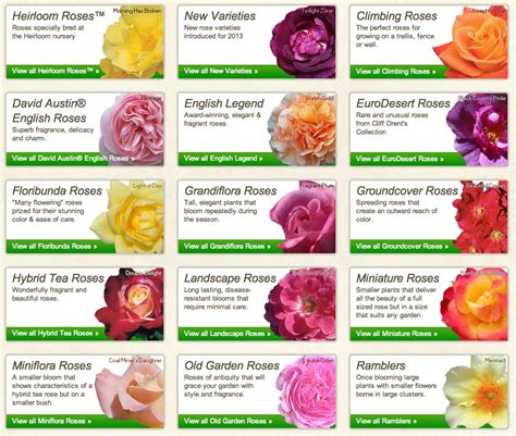 Pin By Christina Whiteway On Nature At Her Finest Rose Varieties