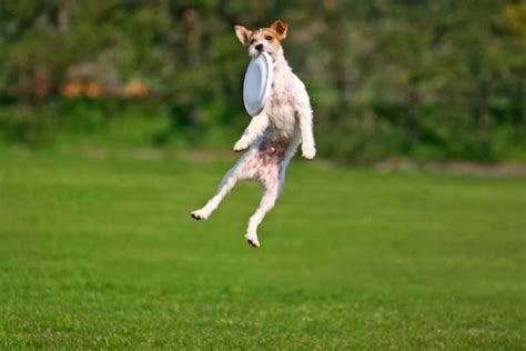 Funny Flying Dog Animals Facts And Latest Pictures Funny