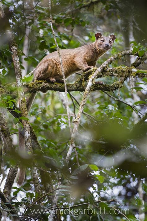 Male Fosa In Forest Canopy Mantadia Nick Garbutt Nick Garbutt On Line