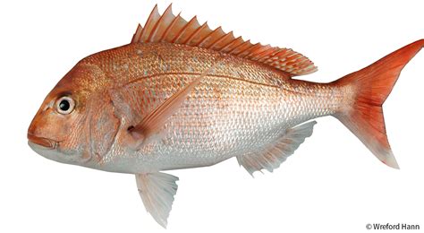 Snapper Best Fish Guide