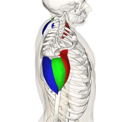 Source En Wikipedia Org Wiki Deltoid Muscle Shoulder Workout Cable Shoulder Workout
