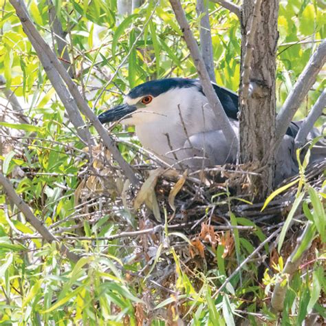 Herons And Egrets Are Nesting In Natomas Inside Sacramento