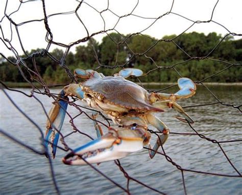 Guide To Catching Blue Crabs Chesapeake Bay Magazine