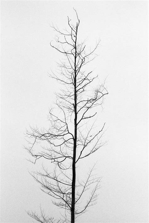 Photo 12389315 By Obeyourdream In 2020 Minimalist Photography Tree