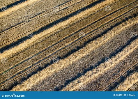 Wheat Stubble Stock Image Image Of Plant Outdoor Field 60003101