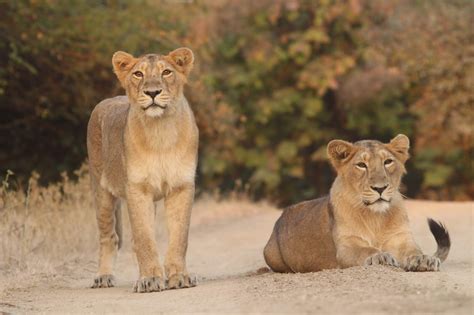 Glimpses Of Gir Forest Planning Your Trip To Gir National Park Here