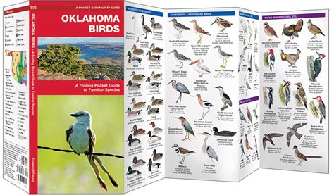 Oklahoma Birds Pocket Naturalist® Guide