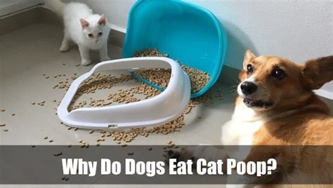 Why Do Dogs Eat Cat Poop 5 Ways To Stop Them Vetranch