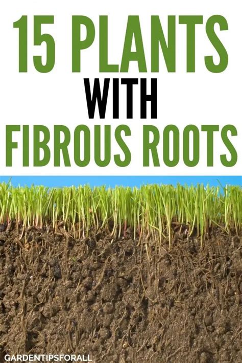 15 Plants With Fibrous Roots Root System You Should Know About