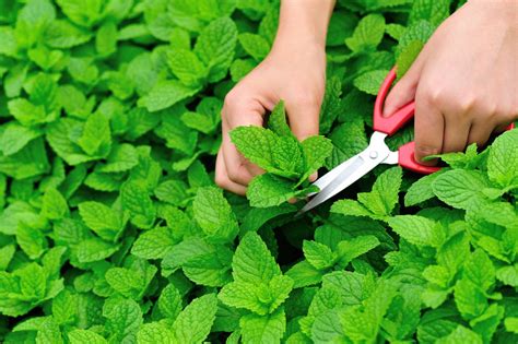Harvesting Mint When And How To Cut Mint Plants Plantura