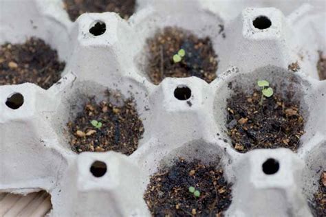 Start by cutting a piece of plastic wrap the length of each baking pan. How to Start Annuals Indoors from Seed | Gardener's Path