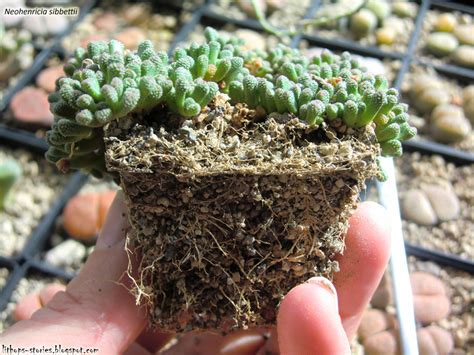 Cacti typically grow fairly slowly, so this can take a month or more. Lithops Stories: September 2013