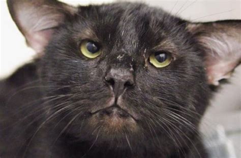 A 4 Eared Cat Named Batman Gets Adopted Within Hours