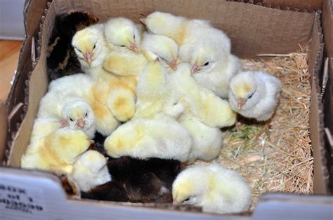 baby chicks | Just Two Farm Kids